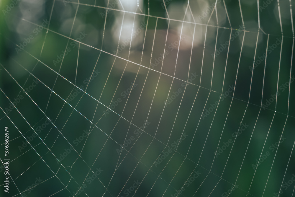Poster Cobweb or spider's web against a natural background, Dew on a spider .