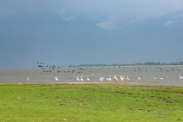 different birds at the lake 