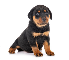 puppy rottweiler in studio
