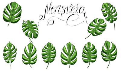 set of green monstera leaves and lettering for textile, print, raster copy
