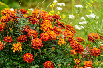 Marigolds (Tagetes erecta, Mexican marigold, Aztec marigold, African marigold)