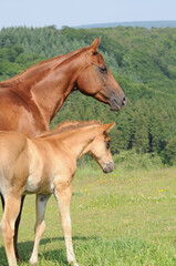 Obraz premium Klacz i źrebię American Quarter Horse