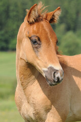 Obraz premium American Quarter Horse Fohlen