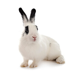 Obraz premium English Spot rabbit