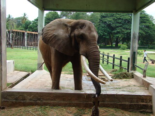 elephant in zoo