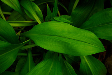 abstract green leaf texture, nature background, tropical leaf