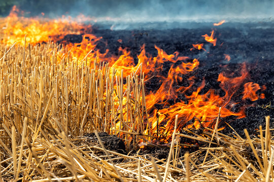 Wildfire on wheat field stubble after harvesting near forest. Burning dry grass meadow due arid climate change hot weather and evironmental pollution. Soil enrichment with natural ash fertilizer