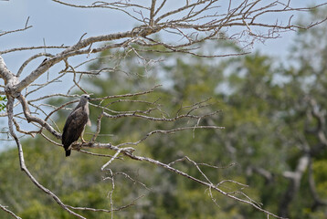 Grey-headed Fish-eagle - Ichthyophaga ichthyaetus, large gray and brown eagle from Asian woodlands and fresh waters, Sri Lanka.