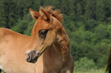 American Quarter Horse Fohlen