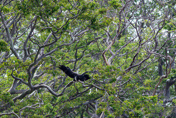 Grey-headed Fish-eagle - Ichthyophaga ichthyaetus, large gray and brown eagle from Asian woodlands and fresh waters, Sri Lanka.