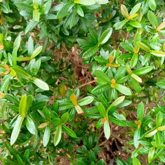 fresh green foliage background in city park