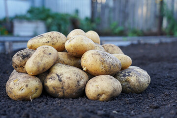 Yellow potatoes on the background of the earth