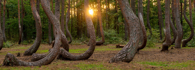 Mysterious forest with curved pines near Gryfino in Poland