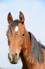 Obraz premium American Quarter Horse Jährlinge