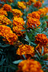 Orange flowers in the garden