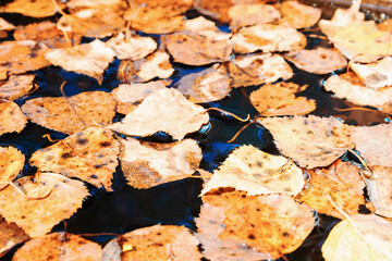 Autumn yellow leaves fell into the water.