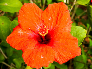 Orange hibiscus in a botanical garden in Florida