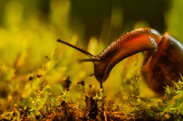 Snail is looking for the food on the moss