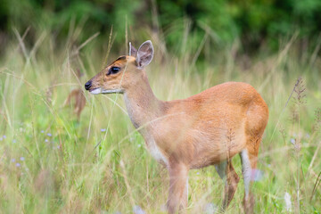 Wild Muntjac deer, also know as barking deer or rib-faced deer, Khao Yai National Park, Thailand