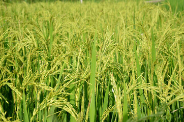 the green ripe paddy plant grains in the season.