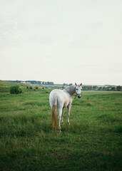 white horse in a field