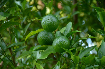 bunch the green ripe orange with leaves and branch in the garden.