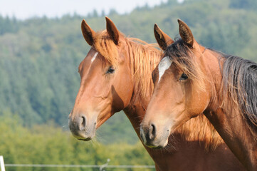 Obraz premium American Quarter Horse roczniaków