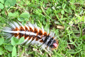Fototapeta premium Anthelid acuta moth caterpillar crawling on green garden grass