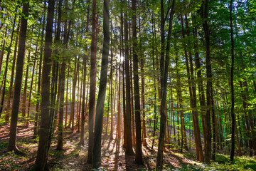 sun rays in green forrest 