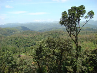 trees in the mountains