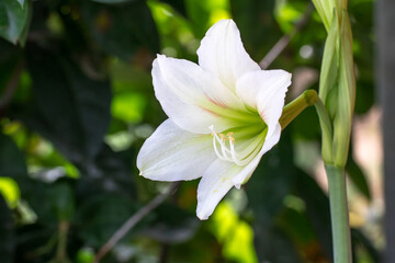 White lilly flower on natural green background,Madonna Lilly flower, Stargazer lilly
