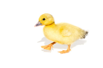 NewBorn little Cute yellow duckling isolated on white.