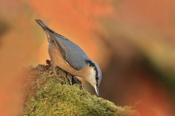 Eurasian nuthatch (Sitta europaea) sits on the branch. nuthatch in the nature habitat. Wildlife scene from fall forest.