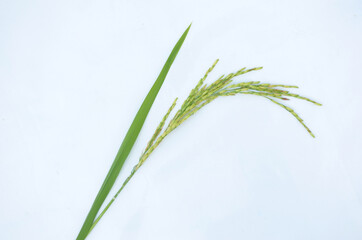 the green ripe paddy plant grains isolated on white background.