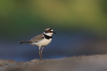 Little-ringed Plover, Charadrius dubius, in the nature habitat. wilife scene fron nature habitat