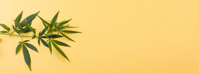 A small sprig of wild green hemp on a yellow background. Photo banner. View from above. Place for your text.