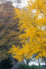 Fototapeta premium 黄色く色づいた銀杏の巨木