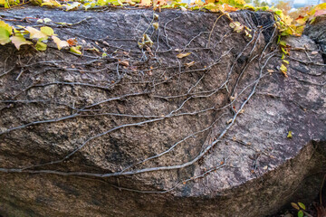 石垣に絡みつく蔦植物