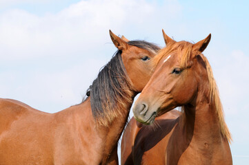 American Quarter Horse Jährlinge