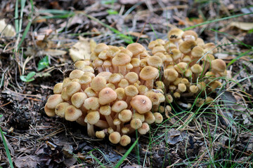 Honey Fungus (Armillaria mellea) grow on the ground in a deciduous-coniferous forest. A group of edible stump mushroom. Macro