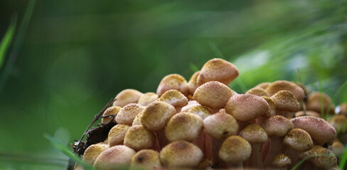 Honey Fungus (Armillaria mellea) grow on the ground in a deciduous-coniferous forest. A group of...