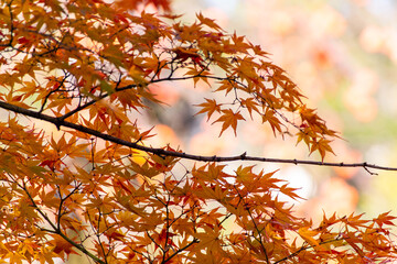 美しいオレンジ色に色づいた紅葉