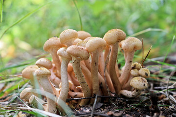 Honey Fungus (Armillaria mellea) grow on the ground in a deciduous-coniferous forest. A group of...
