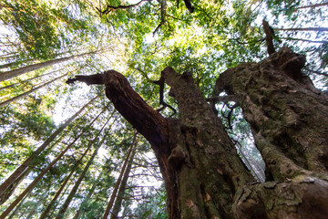 薄暗い森の中に生えている樫の老木