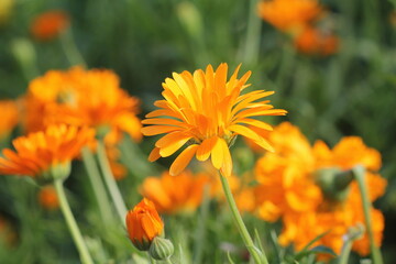 Marigold flowers in the meadow in the sunlight