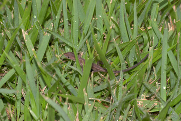 ニホンカナヘビの赤ちゃん