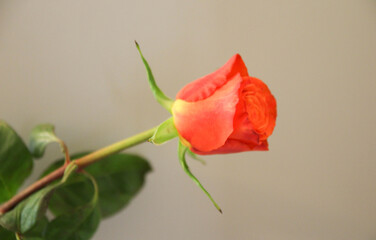Single Red Rose - Side View. Red rose isolated on gray background. Empty interior with concrete wall. 