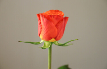 Fototapeta premium Single Red Rose - Side View. Red rose isolated on gray background. Empty interior with concrete wall. 
