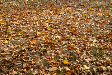 Herbstlaub liegt auf einer Berliner Wiese