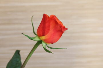 Obraz premium Single Red Rose - Side View. Red rose isolated on gray background. Empty interior with concrete wall. 